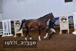 19YN_27350 thumbnail