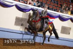 19YN_32744 thumbnail