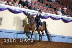 19YN_19072 thumbnail