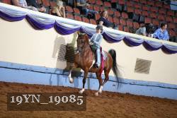 19YN_19085 thumbnail