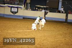 19YN_42263 thumbnail