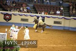 19YN_42268 thumbnail