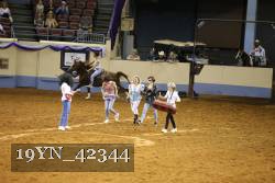 19YN_42344 thumbnail