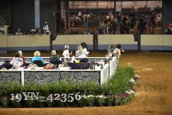 19YN_42356 thumbnail