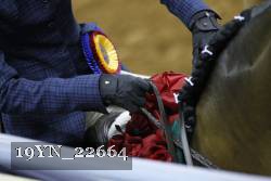 19YN_22664 thumbnail