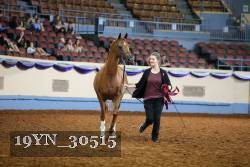 19YN_30515 thumbnail