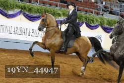19YN_44947 thumbnail