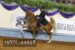 19YN_44952 thumbnail