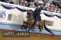19YN_44959 thumbnail
