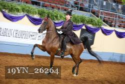 19YN_26264 thumbnail