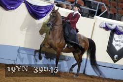 19YN_39045 thumbnail