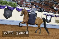 19YN_39048 thumbnail