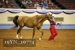 19YN_10774 thumbnail