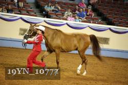 19YN_10777 thumbnail