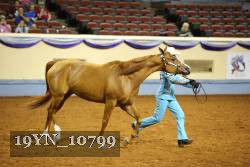 19YN_10799 thumbnail