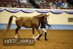 19YN_10831 thumbnail