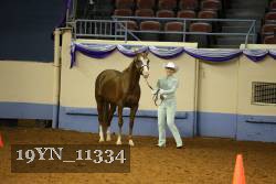 19YN_11334 thumbnail