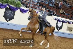 19YN_41512 thumbnail
