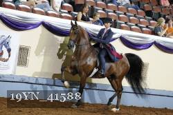 19YN_41588 thumbnail