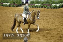 19YN_25190 thumbnail