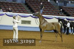 19YN_31292 thumbnail