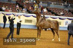19YN_25006 thumbnail