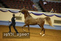 19YN_25007 thumbnail