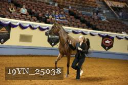 19YN_25038 thumbnail