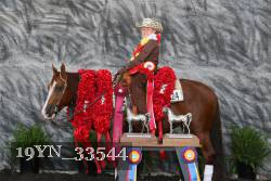 19YN_33544 thumbnail