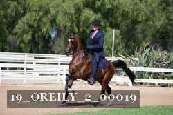19_OREILY_2_00019 thumbnail