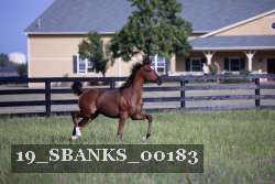 19_SBANKS_00183 thumbnail