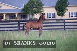 19_SBANKS_00110 thumbnail