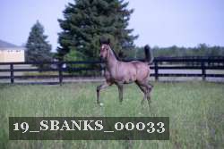 19_SBANKS_00033 thumbnail