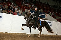 bky_05__1581 thumbnail