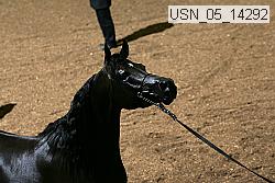 usn_05_14292 thumbnail