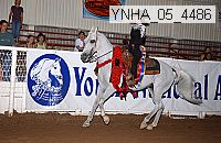 ynha_05_4486 thumbnail