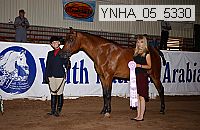 ynha_05_5330 thumbnail