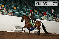 yn_05_1172 thumbnail