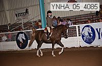 ynha_05_4085 thumbnail