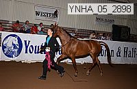 ynha_05_2898 thumbnail