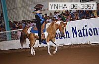ynha_05_3857 thumbnail