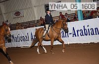 ynha_05_1608 thumbnail