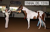 ynha_05_1316 thumbnail