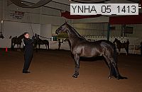 ynha_05_1413 thumbnail