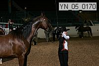 yn_05_0170 thumbnail