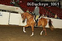 06buckeye_1061 thumbnail