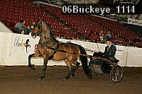 06buckeye_1114 thumbnail