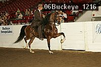 06buckeye_1216 thumbnail