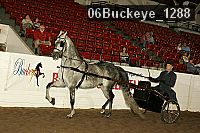 06buckeye_1288 thumbnail