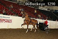 06buckeye_1290 thumbnail